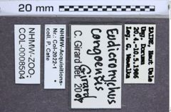 Etikette zu Eudicronychus congoensis (NHMW-ZOO-COL-0008504)